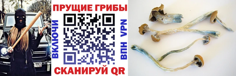 Галлюциногенные грибы Psilocybine cubensis  мега зеркало  это формула  Почеп 